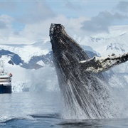 Whale Watching, Antarctica