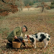 Go Truffle Hunting in Piedmont, Italy