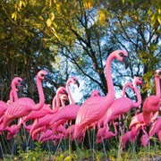 There Are More Fake Flamingos in the World Than Real Ones