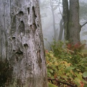 Laurel Mountain State Park, Pennsylvania