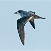 Barau's Petrel