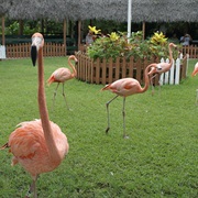 Ardastra Gardens, Zoo & Conservation Centre, Bahamas