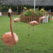Ardastra Gardens, Zoo &amp; Conservation Centre, Bahamas