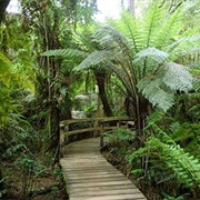 Maits Rest Rainforest Walk