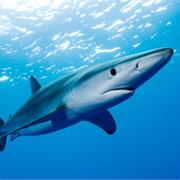 Blue Shark