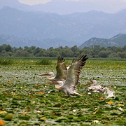 Lake Skadar NP, Montenegro / Albania