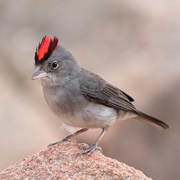 Pileated Finch (Coryphospingus Pileatus)