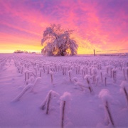 Saskatchewan Winter Sunrise