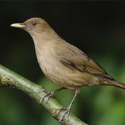 Clay-Colored Robin (Costa Rica)
