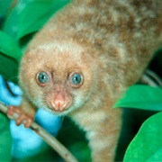 Blue-Eyed Spotted Cuscus