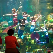 Mermaid Show at Silverton