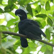Long-Wattled Umbrellabird