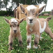 Baby Goats