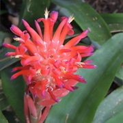 The Company's Garden Gape Town