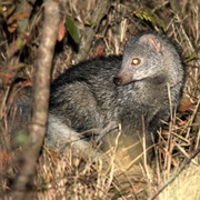 Meller's Mongoose