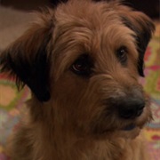 Lucky (Dr. Dolittle)