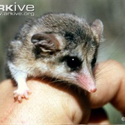 Karimi's Fat-Tailed Mouse Opossum