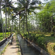 Exploring the Rice Fields Around Ubud, Bali, Indonesia