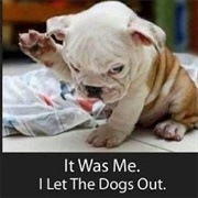 "Letting the Dogs Out"