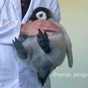 Hold a Penguin