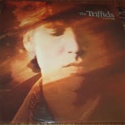 Calenture - The Triffids