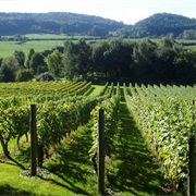 Go Wine Tasting on an English Vineyard