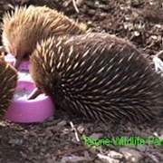 Echidna