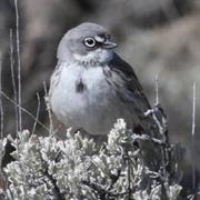Sagebrush Sparrow