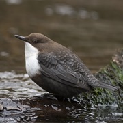 White-Throated Dipper