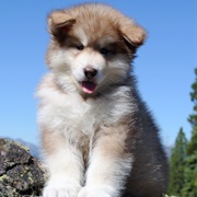 Alaskan Malamute