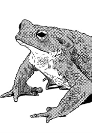 מעיין הנצח (נטלי באביט)