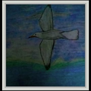 Seagull Meagan Scribner