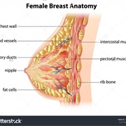Breast Infection