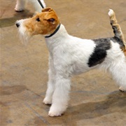 Wire Hair Fox Terrier
