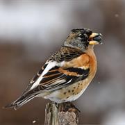 Brambling