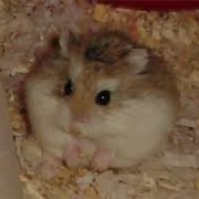 Algerian Gerbil