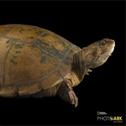 Magdalena River Turtle