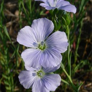 Common Flax / Linseed (Flax)