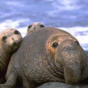 See Elephant Seals