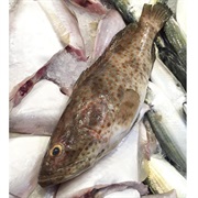 Orange-Spotted Grouper / Goldspotted Rockcod