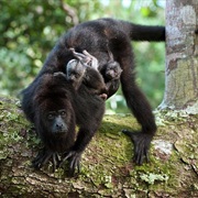 Mexican Howler