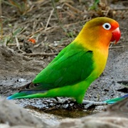 Fischer's Lovebird