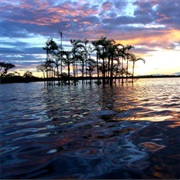 Cuyabeno Wildlife Reserve