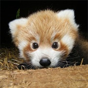 Red Panda