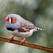 Zebra Finch