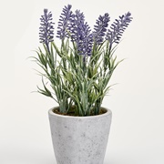 A Lavender Plant