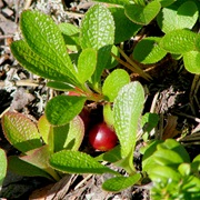 Alpine Bearberry (Arctostaphylos Alpina)