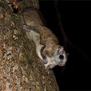 Northern Flying Squirrel