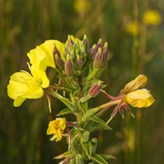 Common Evening-Primrose (Oenothera Biennis)