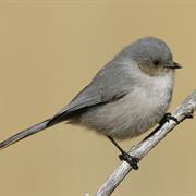 Bushtit